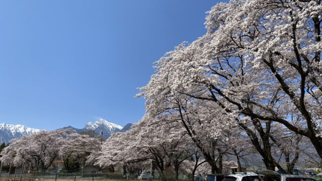 八ヶ岳周辺の桜など－その２