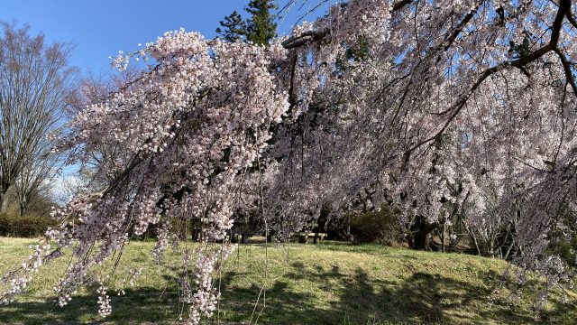 北杜市城山(じょうやま)公園の桜など