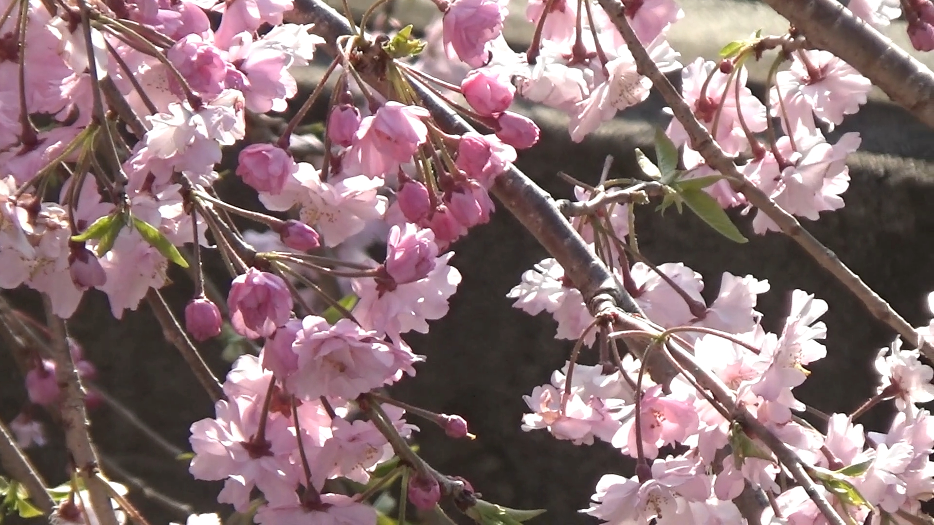 桜‐2020年4月