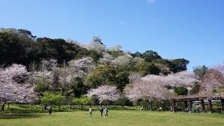 桜の館山